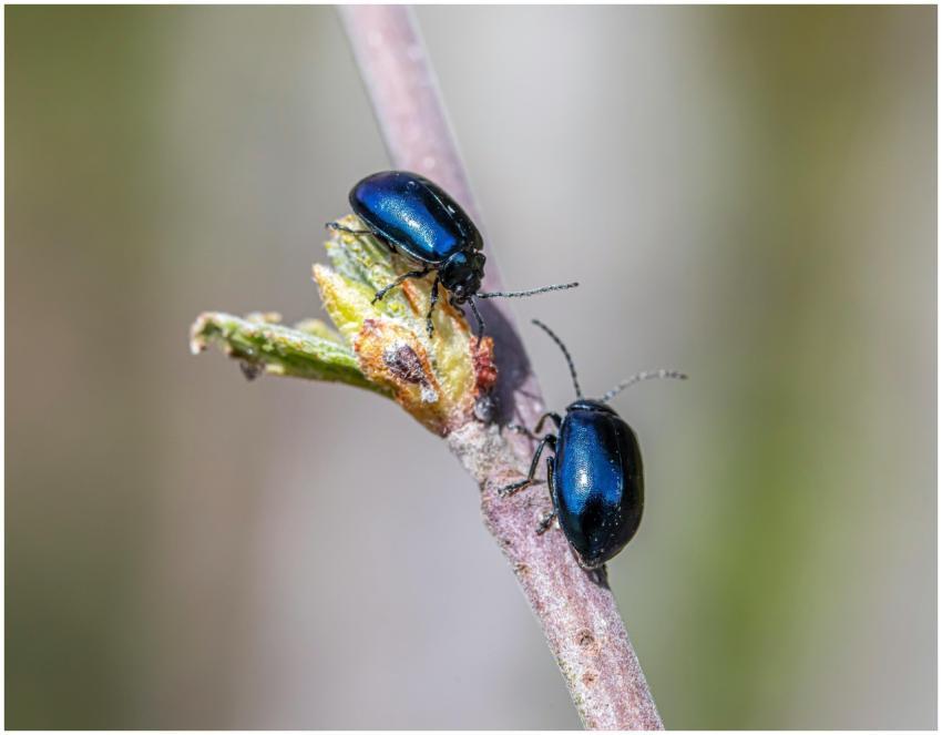 Macro shot of two shiny blue beetles crawling on a