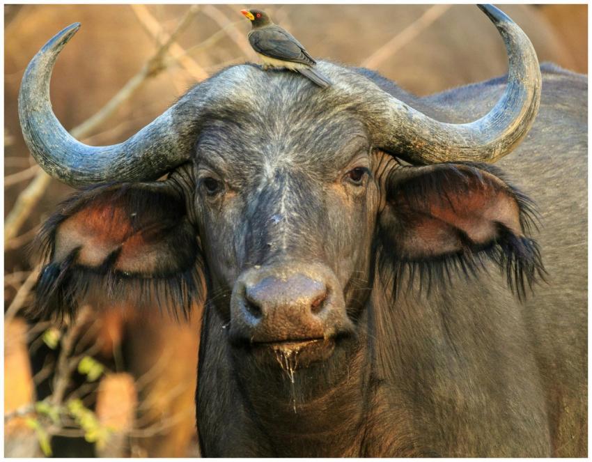 Close-up of African buffalo with bird on head in Z