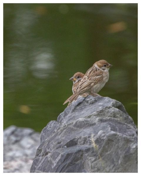 Sparrow Animals Birds Plumage