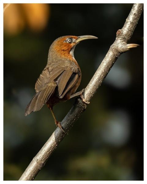 Rusty-Cheeked Scimitar Babbler Bird Nature Wildlif