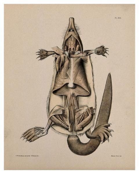 Dissection mole: view underside animal