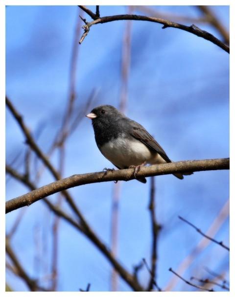 Junco Bird Nature Wildlife