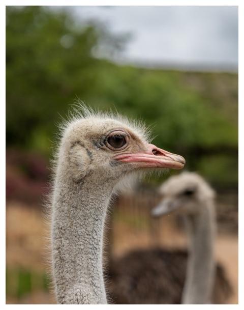 Ostrich Southafrica Kenya Nature
