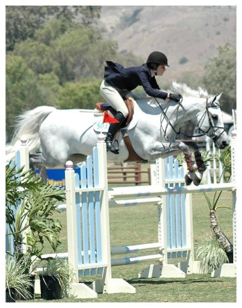 Horse Horses Jumper Hunter