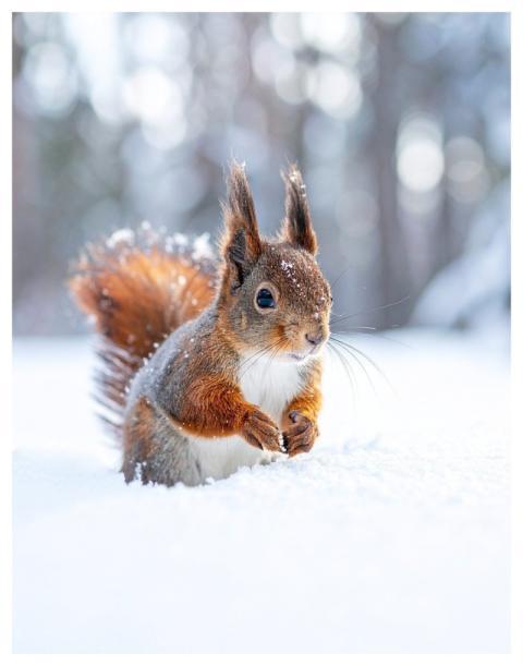 Squirrel Animal Wildlife Nature