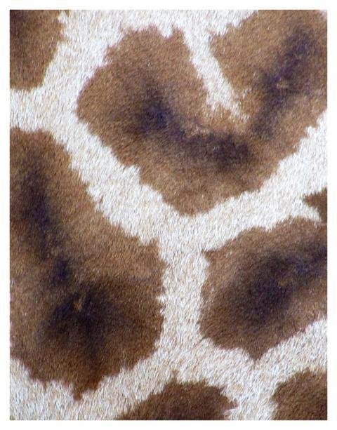 Giraffe pattern, close animal texture