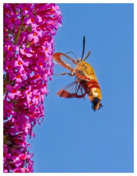 Hummel Owls Insect Butterfly Flying