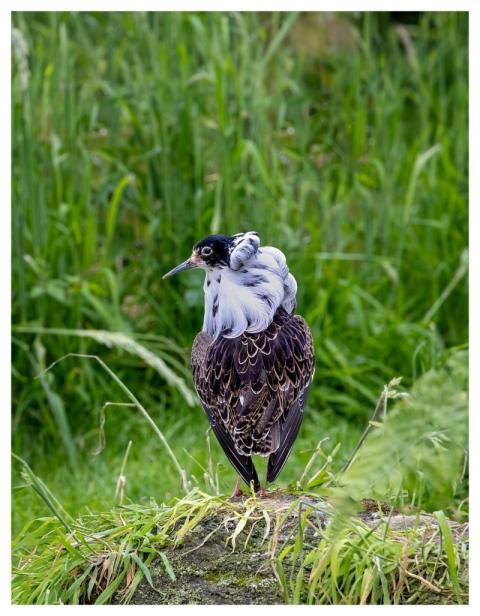 Ruff Bird Avian Ornithology
