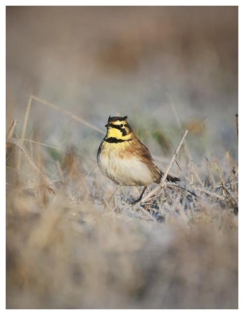 Horned Lark Bird Animal Wildlife