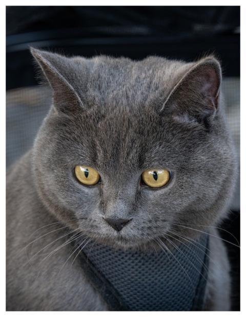 British Shorthair Animal Cat Mammal