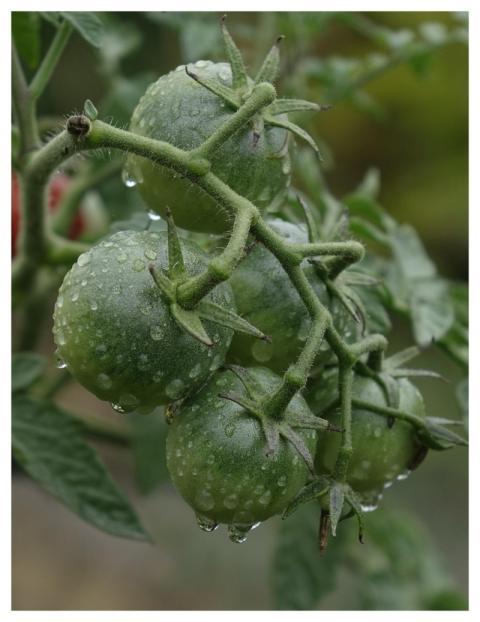 Tomatoes Green Immature Waterdrop