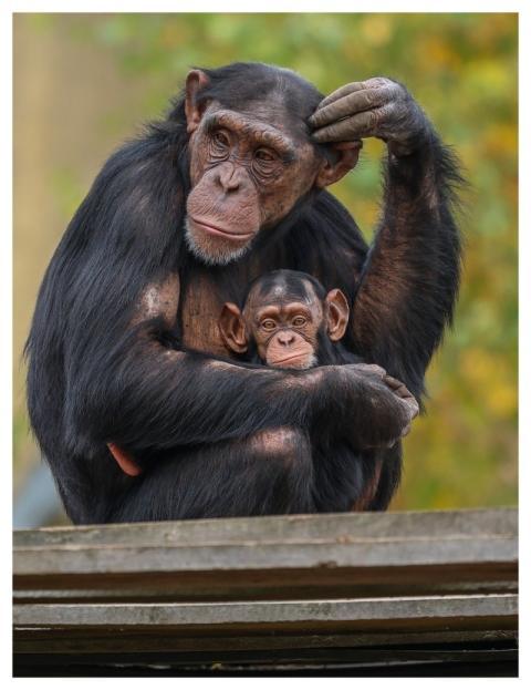 Chimpanzee Nature Monkey Mammal