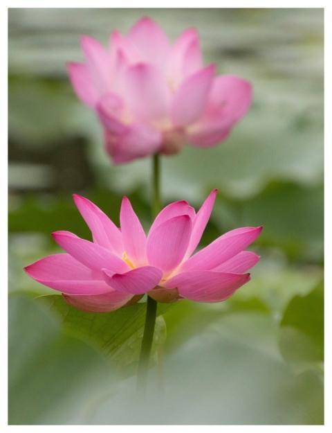 Lotus Flower Pond Plant