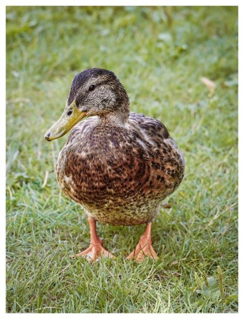 Mallard Nature Duck Water Bird