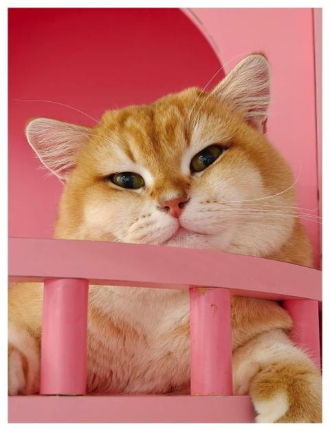 Cute Cat Yellow Nature