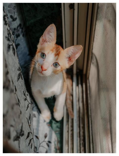 Cat Pets Cute Nature