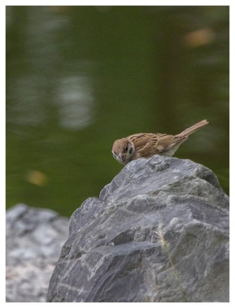 Sparrow Animal Bird Ornithology