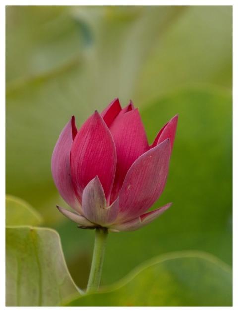 Lotus Flower Bloom Flora