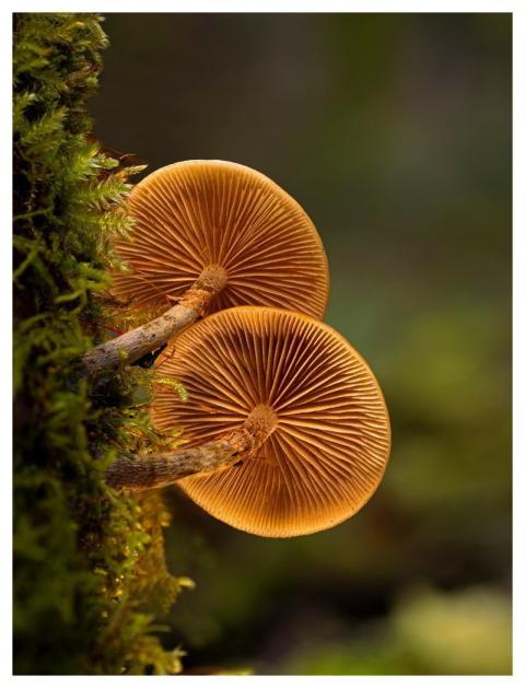Mushroom Moss Wild Mushroom Autumn
