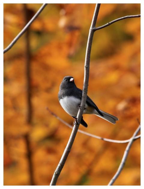 Junco Bird Wildlife Nature
