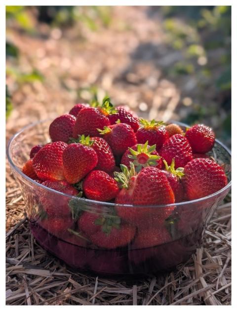 Strawberry Food Fruit Nature