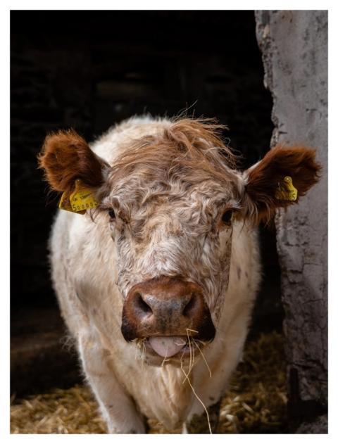 Farm cattle animal, countryside lifestyle