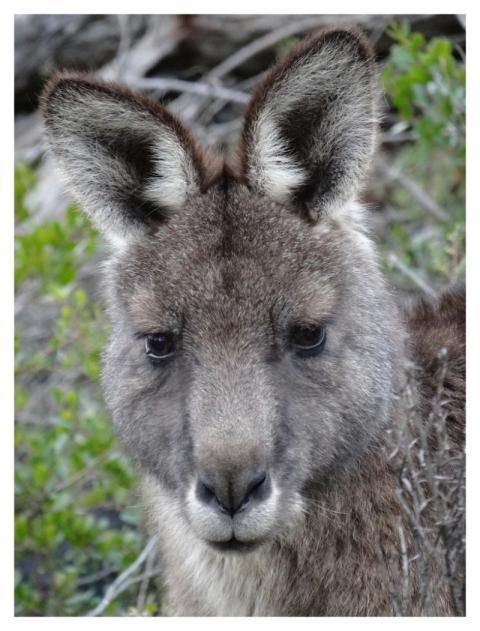Kangaroo, Australian animal image
