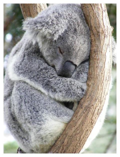 Cute koala bear, Australian animal