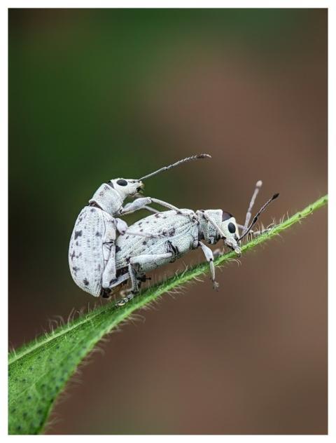 Macro Nature Wildlife Macro Photography