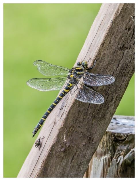 Dragonfly Nature Insect Wings