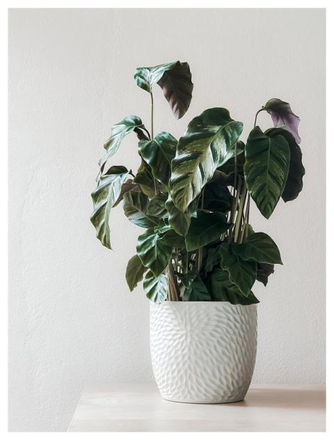 Houseplant Potted Plant Decor Nature