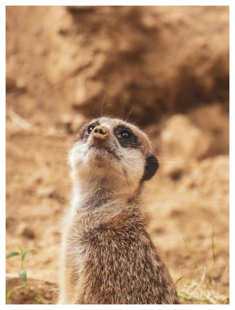 Meerkat Animal Wildlife Suricate