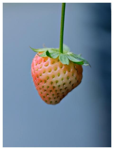 Strawberry Fruit Fresh Healthy