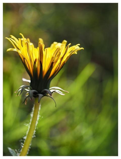 Dandelion Flower Macro Close Up