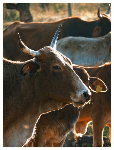 Edinburgh Dance Dark Forest Purple Flowers