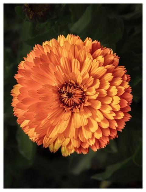 Flower Flowers Wallpaper Dark Background Yellow