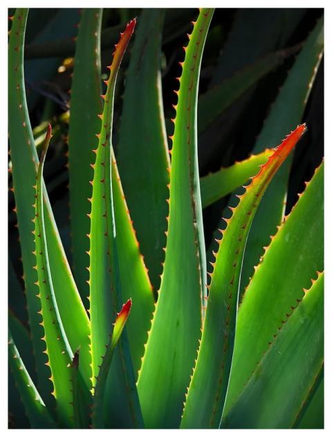 Plant Aloe Vera Nature Succulent