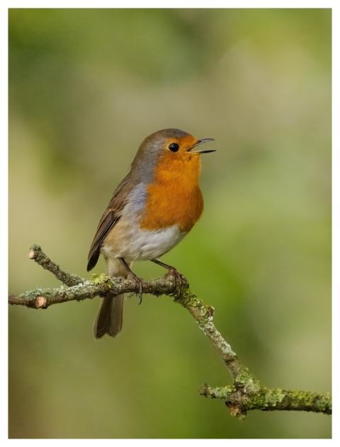 Bird Nature Wildlife Plumage