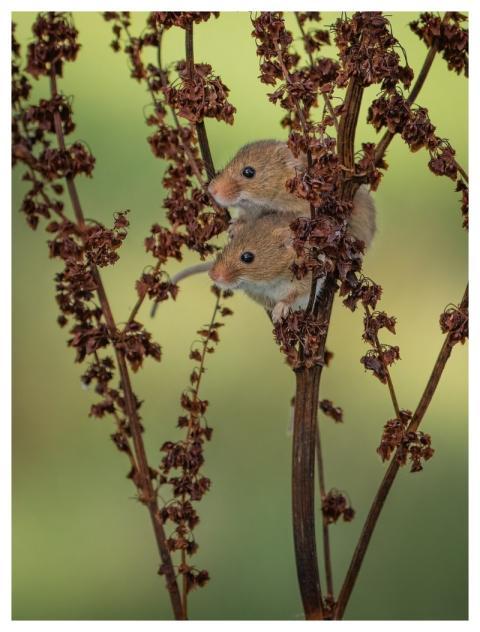 Nature Wildlife Mammal Fauna