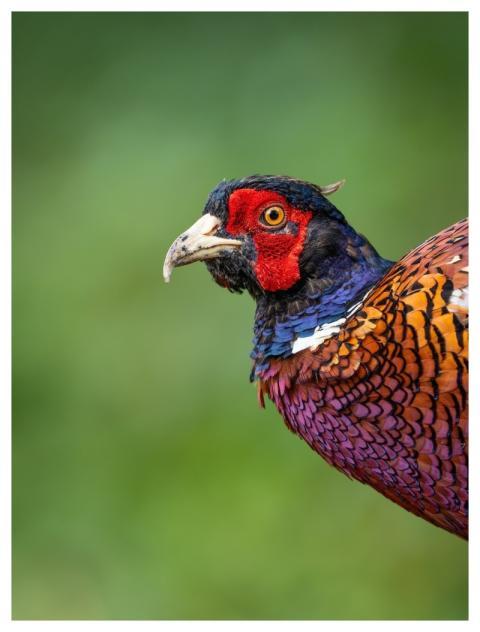 Bird Nature Wildlife Plumage