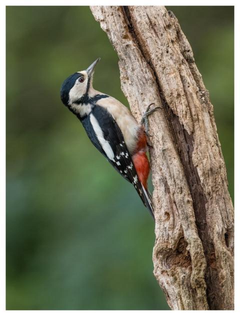 Bird Nature Wildlife Plumage