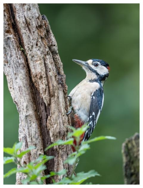 Bird Nature Wildlife Plumage
