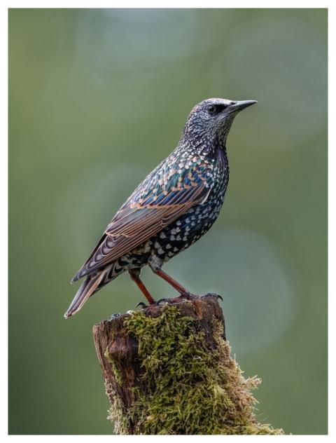 Bird Nature Wildlife Plumage