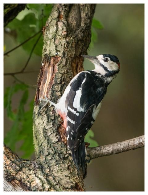 Bird Nature Wildlife Plumage
