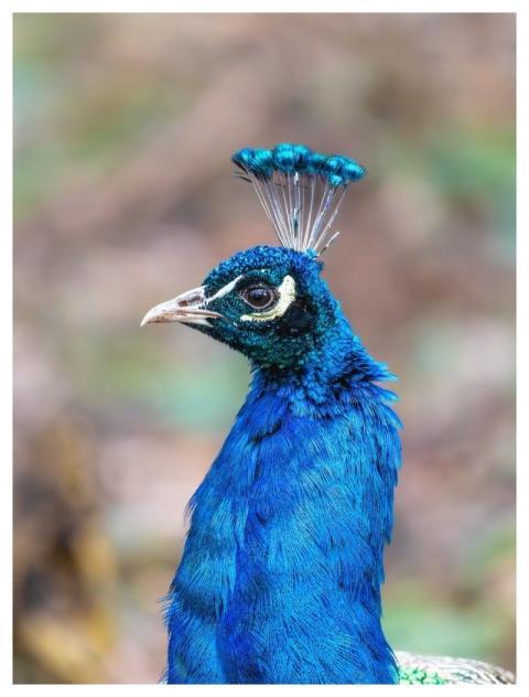 Bird Peacock Blue Peacock Male Peacock