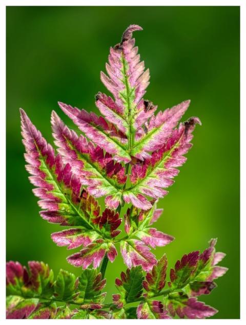 Fern Foliage Plant Abstract