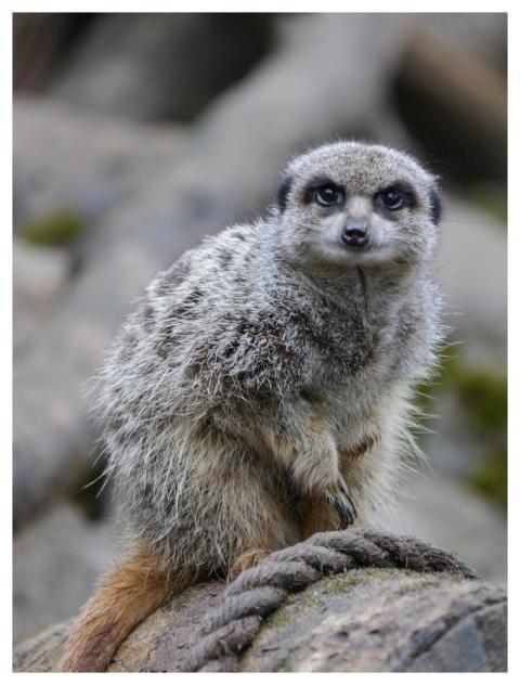 Meerkat Mammal Animal Wildlife