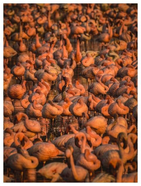 Animal Wildlife Wallpaper Bird Flamingos