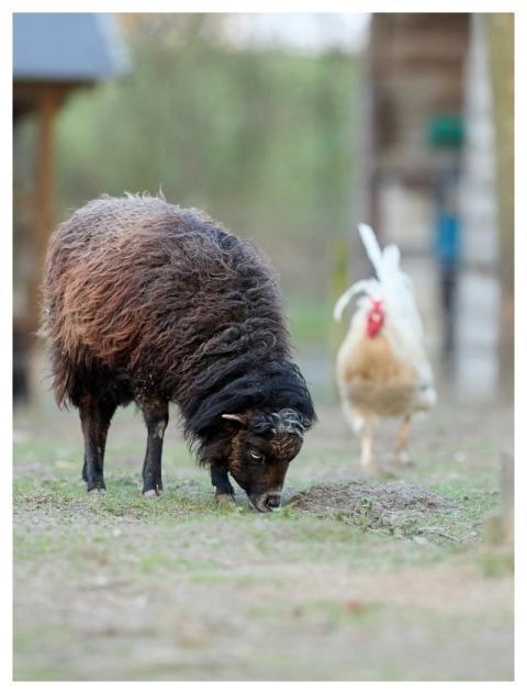 Sheep Animal Haan Poultry