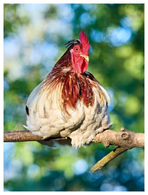 Haan Chicken Bird Poultry